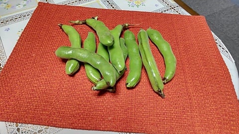 そら豆
