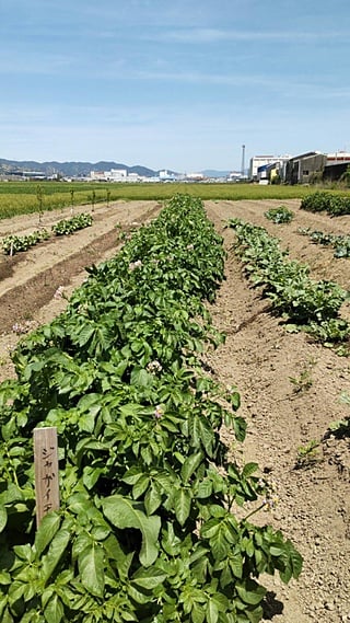 育っています。
