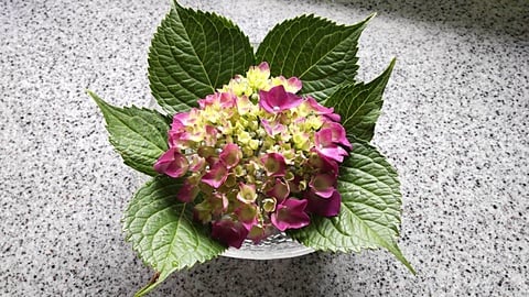 紫陽花