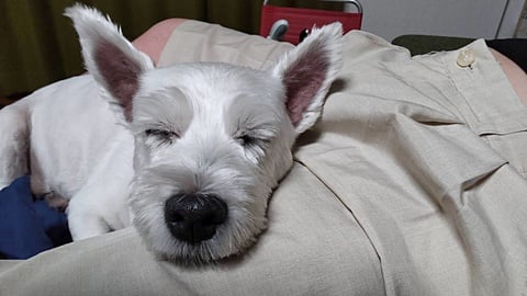 おねむのくぅちゃん