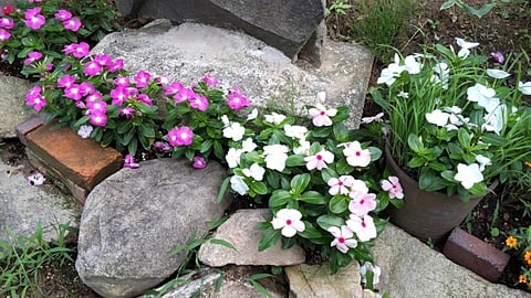 寄せ植え