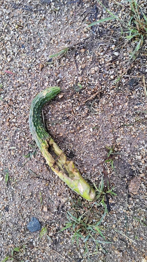 カラスに食べられたキュウリ